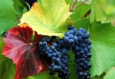 Сорт винограда Красавец широко применяется при изготовлении вин высшего качества